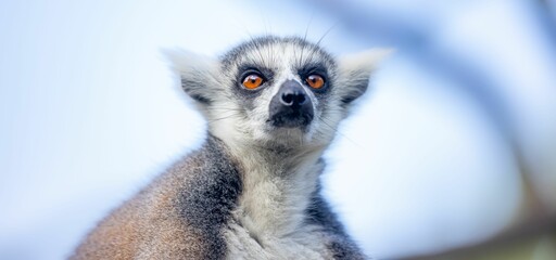 Fototapeta premium Young Ring Tailed lemur head isolated in blurred background