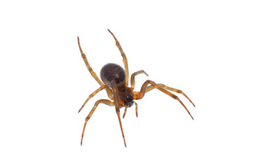 Noble false widow spider isolated on white background, Steatoda nobilis old mature female