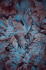 frozen leaves on the ground in winter season, brown background