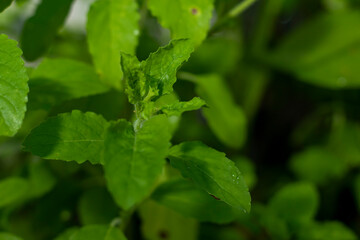 Close up of beautiful green color leaves and flowers Ocimum Tenuiflorum also known as holy basil or Tulsi, Tulasi in Thailand
