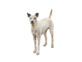 Dog thailand isolated