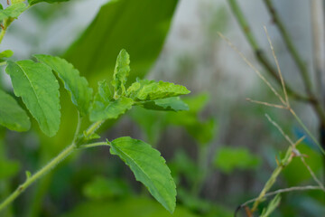 Close up of beautiful green color leaves and flowers Ocimum Tenuiflorum also known as holy basil or...