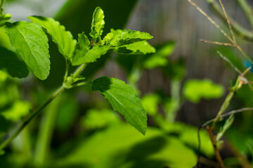 Close up of beautiful green color leaves and flowers Ocimum Tenuiflorum also known as holy basil or Tulsi, Tulasi in Thailand