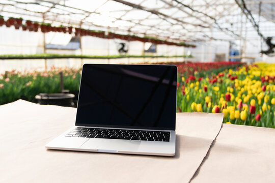 Laptop on table with tulip greenhouse in background