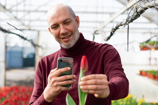 Smiling businessman with smart phone clicking photos of tulip flower in greenhouse