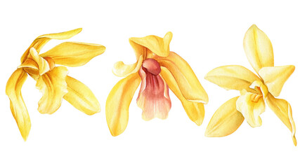 orchid flower. Vanilla flowers set isolated on white background for design, watercolor botanical illustration.