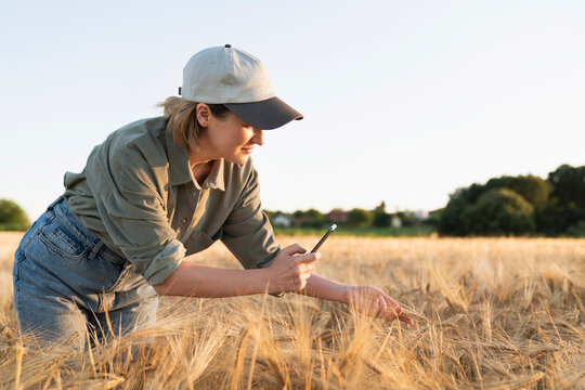 Woman Taking Mobile Phone Picture Of Barley Ear In Field