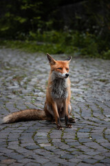 Red fox portrait