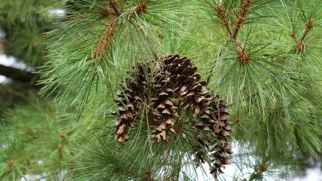 Seasonal pine cones of an evergreen coniferous tree in the forest close up