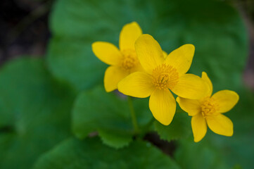 Detail of yellow flower of Caltha palustris plant with dark green blurred background.
