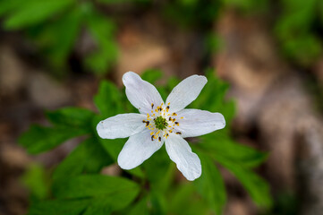 Detail of yellow flower of Anemone nemorosa plant with dark green blurred background.