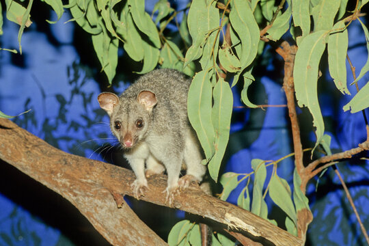 Common Brushtail Possum