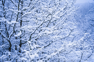 Winter forest, trees in the snow