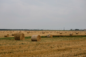 Hay bales on the field