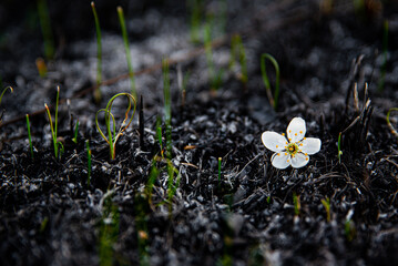 flowers in the grass
