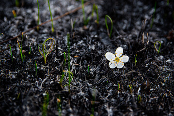 flowers in the grass