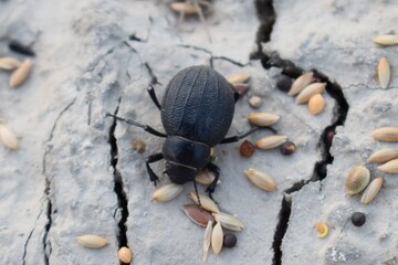 insectos flores naturaleza plantas margaritas mariposas