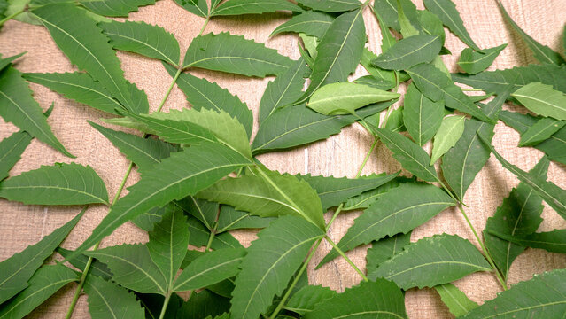 Medicinal neem leaves, Azadirachta indica. Used in skin care and beauty products and creams