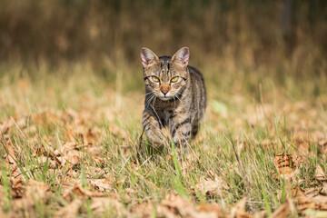 Naklejka premium tabby cat kitten in natural environment