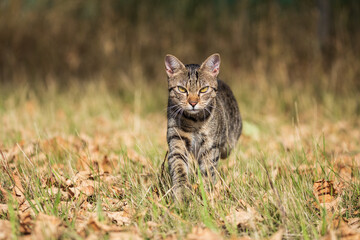 Naklejka premium tabby cat kitten in natural environment