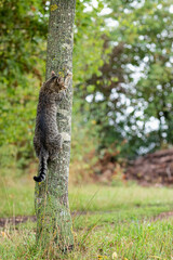 tabby cat in natural environment