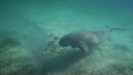 Curious looking dugong swims along sandy bottom of ocean, Mozambique