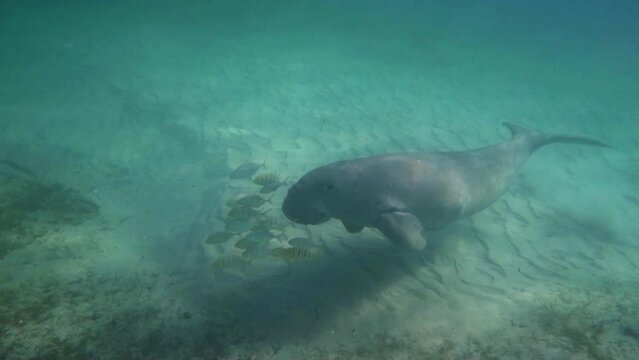 Curious looking dugong swims along sandy bottom of ocean, Mozambique