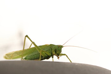 Caelifera, green grasshoppers with long antennae