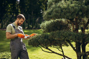 Garden worker trimming trees with scissors in the yard - obrazy, fototapety, plakaty