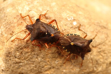 Heteroptera, two bugs butts joined, copulating