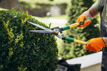 Garden worker trimming trees with scissors in the yard - obrazy, fototapety, plakaty