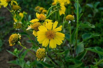 close-up of Golden crownbeard flower