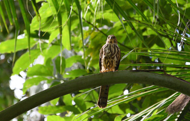 a bird in green background