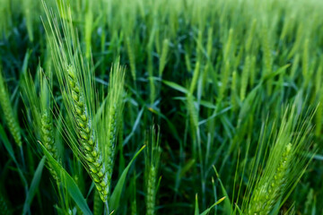closeup of green wheat ear growing in agricultural field