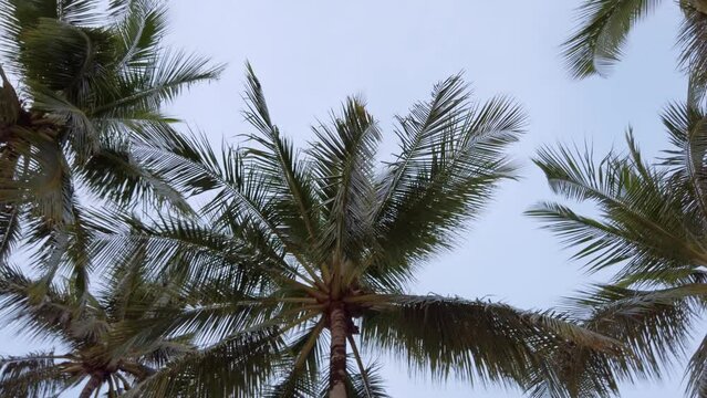 Slow-motion view of coconut palm trees against sky near beach