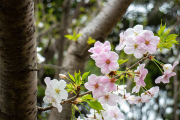 桜の花