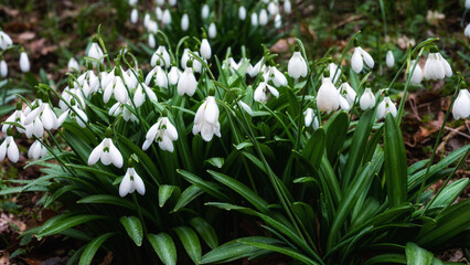 Beautiful snowdrops in the forest