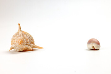sea shell triton murex on white background copy text space