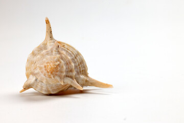 sea shell triton murex on white background copy text space