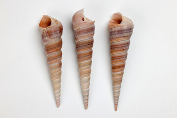 sea shell triton murex conchs bivalves tellins  scallops tulip star natica tun cowrie on white background copy text border frame