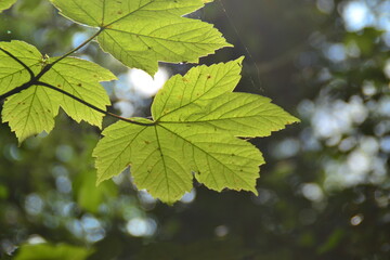 green leaves on the tree