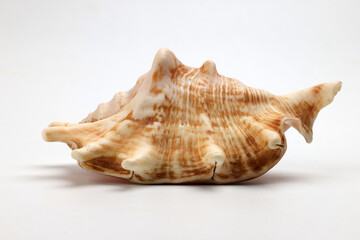 sea shell triton murex conchs bivalves tellins  scallops tulip star natica tun cowrie on white background copy text border frame