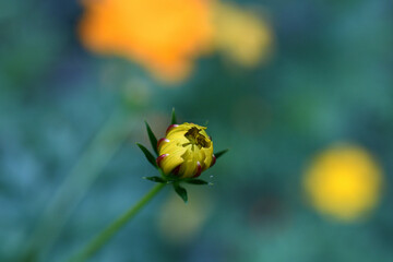 yellow cosmos flower buds smiles