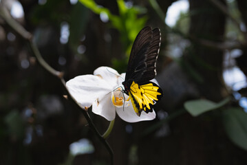 Butterfly on a white orchid