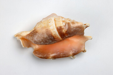 sea shell triton murex conchs bivalves tellins  scallops tulip star natica tun cowrie on white background copy text border frame