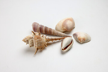 sea shell triton murex conchs bivalves tellins  scallops tulip star natica tun cowrie on white background copy text border frame