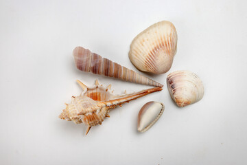 sea shell triton murex conchs bivalves tellins  scallops tulip star natica tun cowrie on white background copy text border frame