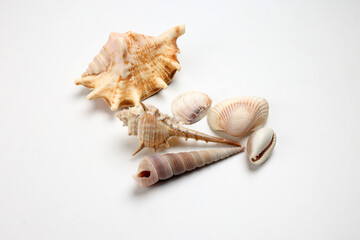 sea shell triton murex conchs bivalves tellins  scallops tulip star natica tun cowrie on white background copy text border frame