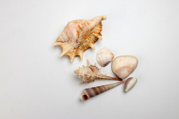 sea shell triton murex conchs bivalves tellins  scallops tulip star natica tun cowrie on white background copy text border frame