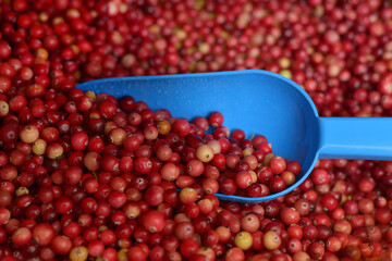 Counter with cranberries. Selling cranberries